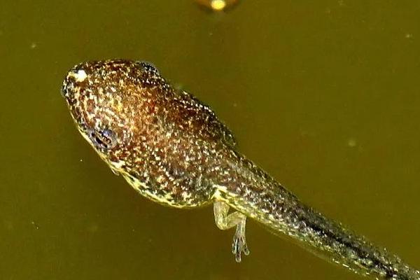 蝌蚪的四肢先长哪个部位，先长出后肢、再长出前肢