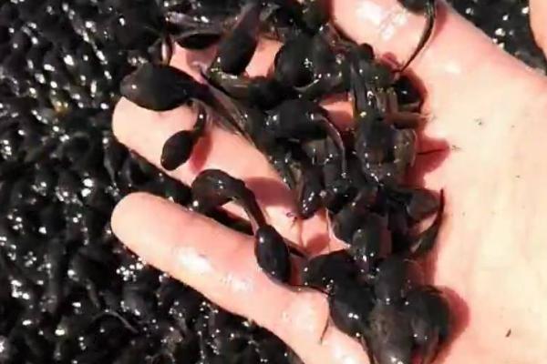 蝌蚪的四肢先长哪个部位，先长出后肢、再长出前肢