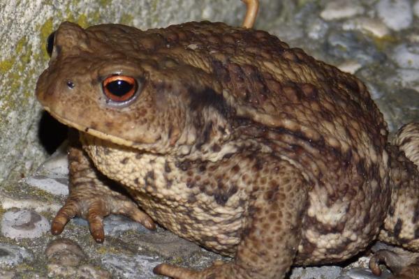 蝌蚪的四肢先长哪个部位，先长出后肢、再长出前肢