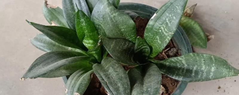 短叶虎尾兰的叶片为什么会发皱
