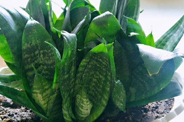 短叶虎尾兰的叶片为什么会发皱，可能是过量浇水、缺少养分、光照过强等原因所导致