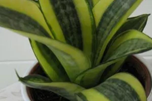 短叶虎尾兰的叶片为什么会发皱，可能是过量浇水、缺少养分、光照过强等原因所导致