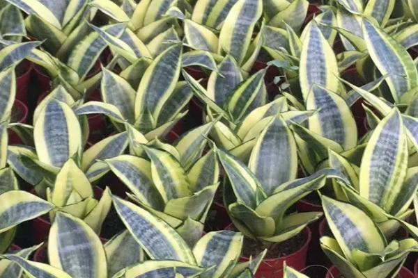 短叶虎尾兰的叶片为什么会发皱，可能是过量浇水、缺少养分、光照过强等原因所导致