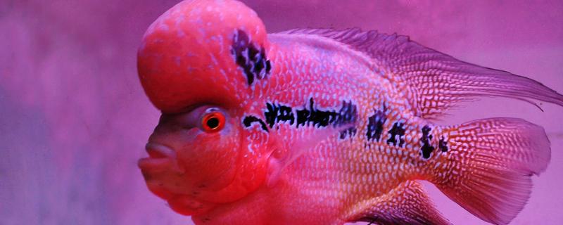 罗汉鱼可以混养吗