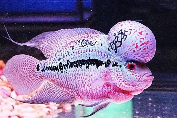 罗汉鱼可以混养吗，适合跟鹦鹉鱼、地图鱼、龙鱼等混养