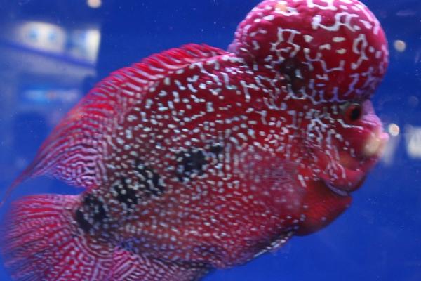 罗汉鱼可以混养吗，适合跟鹦鹉鱼、地图鱼、龙鱼等混养