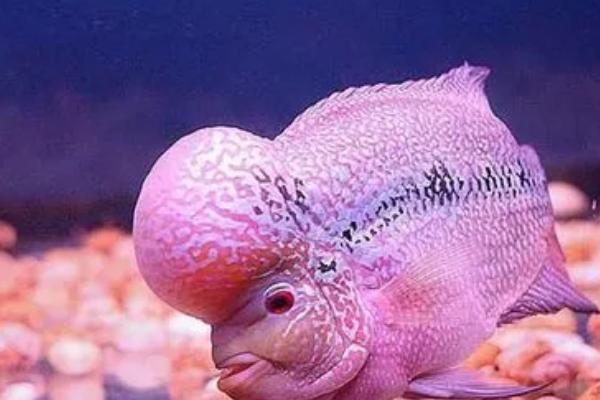 罗汉鱼可以混养吗，适合跟鹦鹉鱼、地图鱼、龙鱼等混养