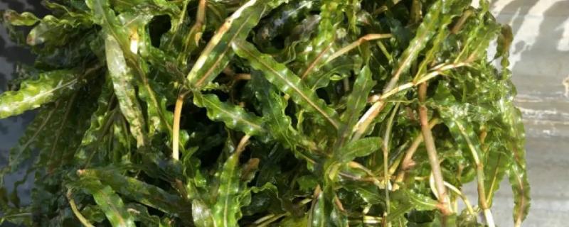 麦黄草茎段扦插栽培法