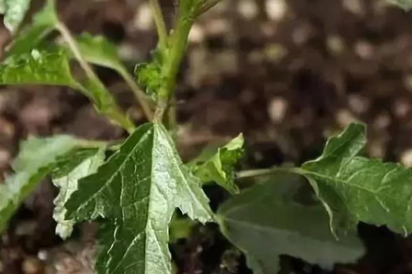 麦黄草茎段扦插栽培法，首先应选择健康无病害的茎段