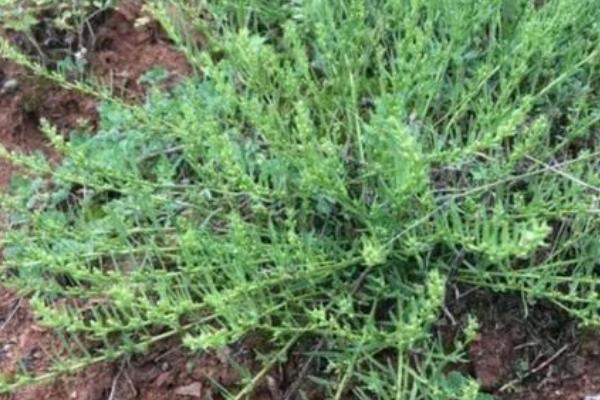 麦黄草茎段扦插栽培法，首先应选择健康无病害的茎段