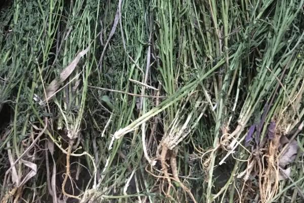 麦黄草茎段扦插栽培法，首先应选择健康无病害的茎段