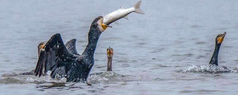 阻止鸬鹚偷鱼的办法