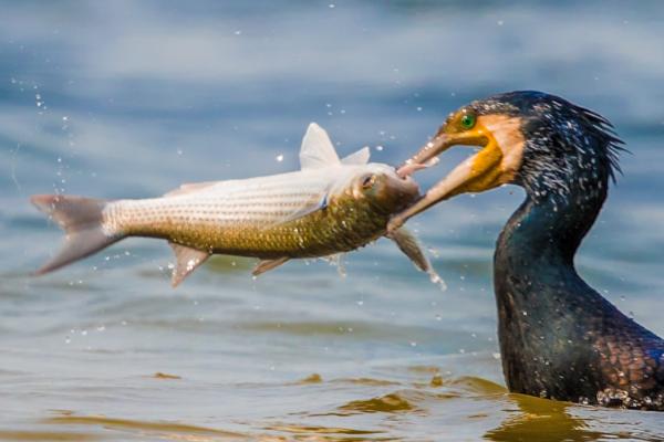 阻止鸬鹚偷鱼的办法,可以用绳子把它的脖子系住