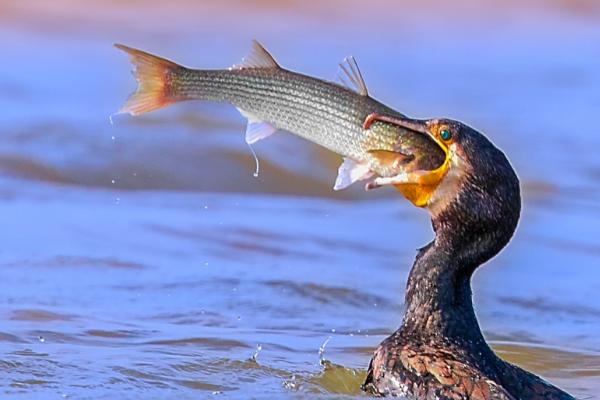 阻止鸬鹚偷鱼的办法,可以用绳子把它的脖子系住
