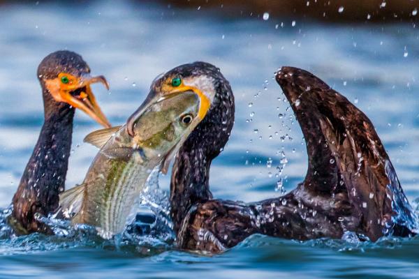 阻止鸬鹚偷鱼的办法,可以用绳子把它的脖子系住