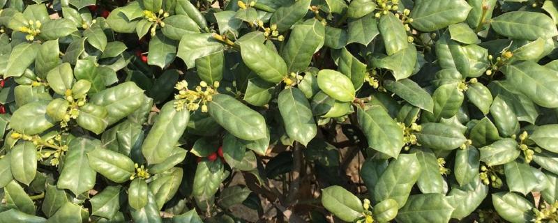 枸骨是什么植物