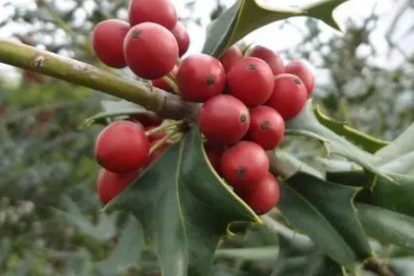 枸骨是什么植物,是冬青科常绿灌木或小乔木