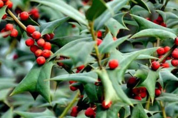 枸骨是什么植物,是冬青科常绿灌木或小乔木