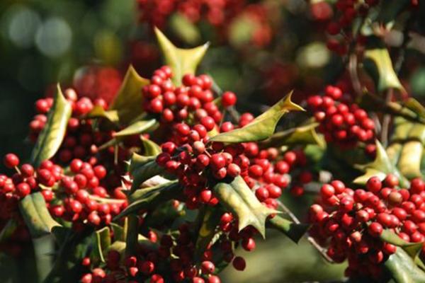 枸骨是什么植物,是冬青科常绿灌木或小乔木