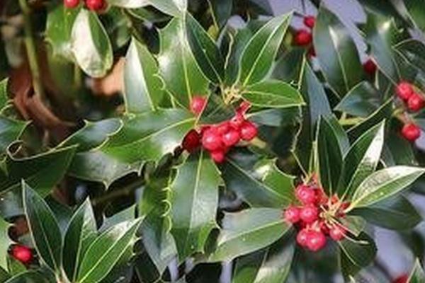 枸骨是什么植物,是冬青科常绿灌木或小乔木