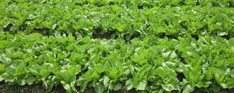 芥菜什么时候收获