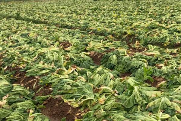 芥菜什么时候收获，在春、冬两季开始收获