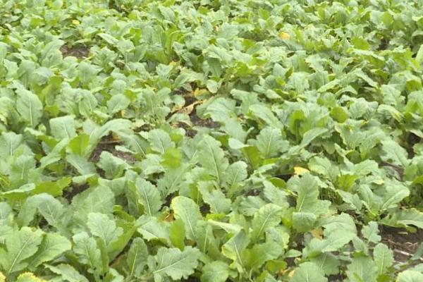 芥菜什么时候收获，在春、冬两季开始收获