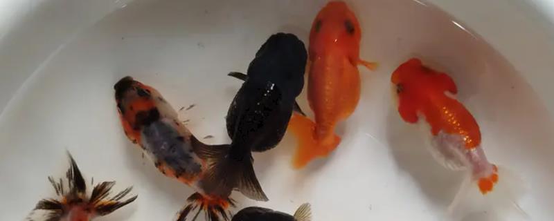 3厘米的兰寿鱼苗一天喂几次