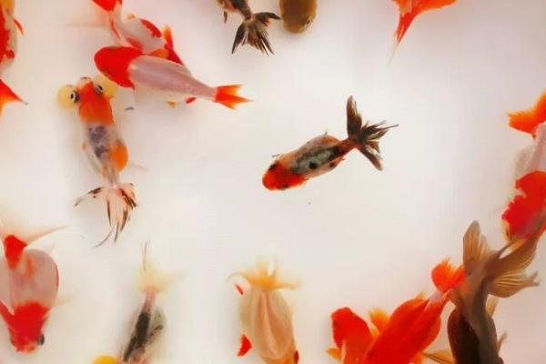 3厘米的兰寿鱼苗一天喂几次，一天喂3-4次最好