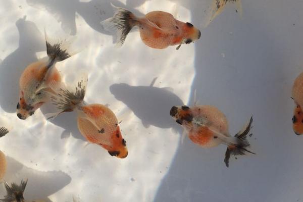 3厘米的兰寿鱼苗一天喂几次，一天喂3-4次最好