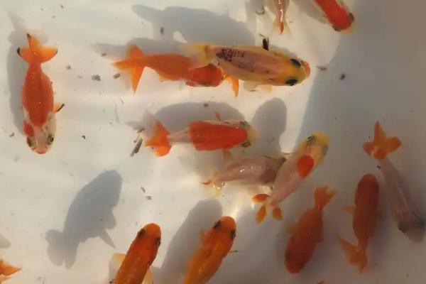 3厘米的兰寿鱼苗一天喂几次，一天喂3-4次最好