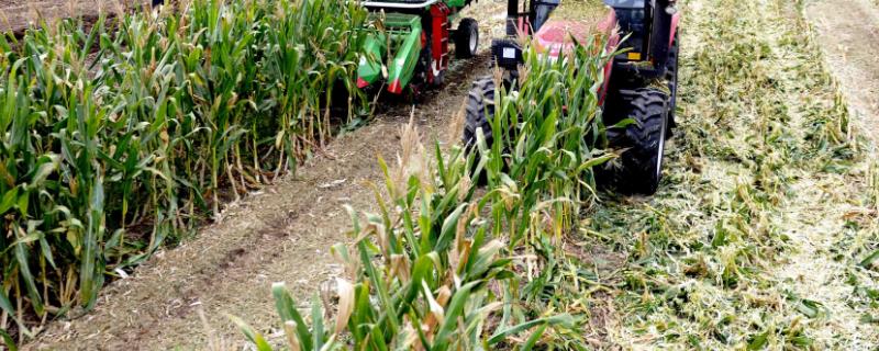 玉米田间降水的步骤