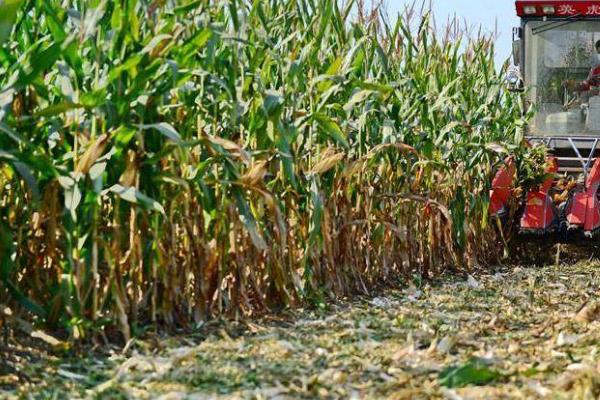 玉米田间降水的步骤,扒皮晾晒的时间很关键