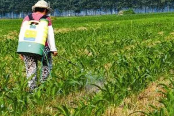 玉米田间降水的步骤,扒皮晾晒的时间很关键