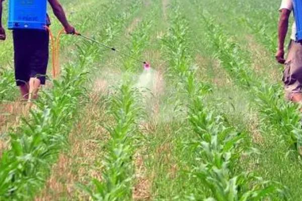 玉米田间降水的步骤,扒皮晾晒的时间很关键