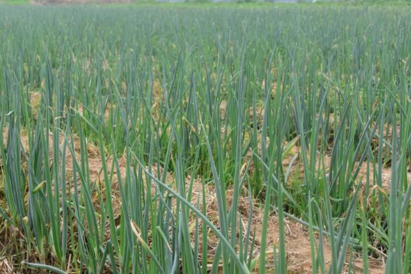 大葱的亩产量,通常为6000-8000斤左右