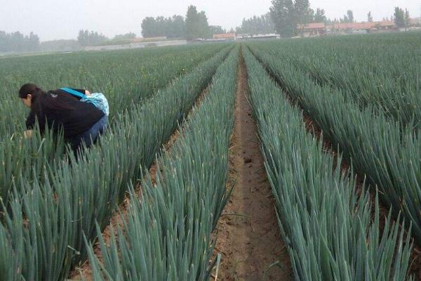 大葱的亩产量,通常为6000-8000斤左右