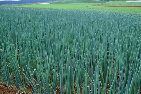 大葱的亩产量,通常为6000-8000斤左右