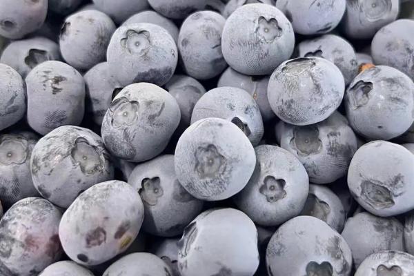 H5蓝莓简介,为南高丛极早熟蓝莓品种