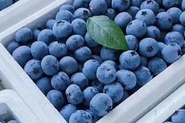 H5蓝莓简介,为南高丛极早熟蓝莓品种