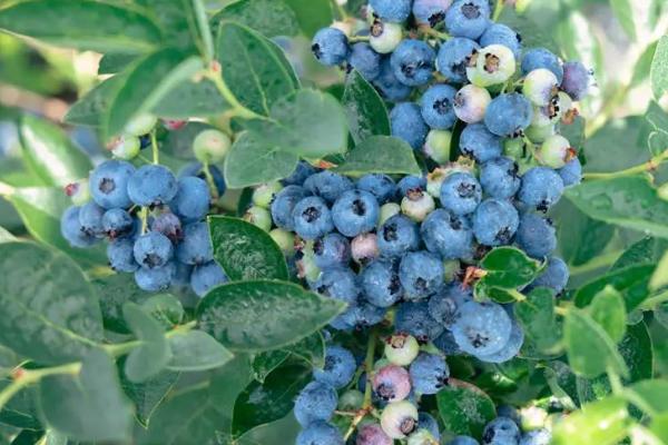 H5蓝莓简介,为南高丛极早熟蓝莓品种