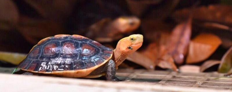 黄缘闭壳龟多少度冬眠