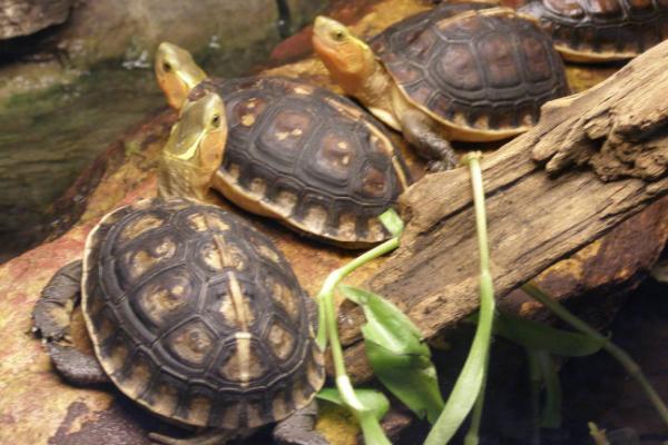 黄缘闭壳龟多少度冬眠，低于16℃就会进入冬眠