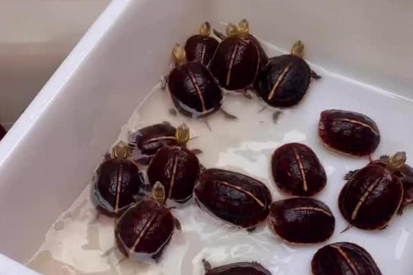 黄缘闭壳龟多少度冬眠，低于16℃就会进入冬眠