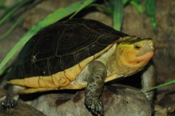 黄缘闭壳龟多少度冬眠，低于16℃就会进入冬眠