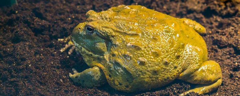 非洲牛蛙会不会冬眠