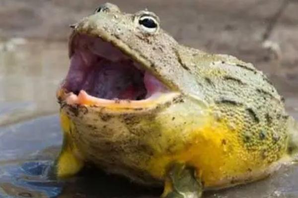 非洲牛蛙会不会冬眠，温度低于20℃的时会冬眠