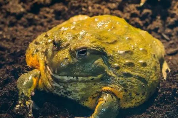 非洲牛蛙会不会冬眠，温度低于20℃的时会冬眠