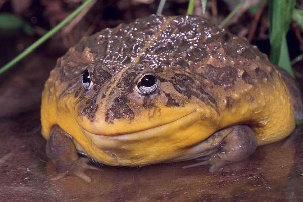 非洲牛蛙会不会冬眠，温度低于20℃的时会冬眠