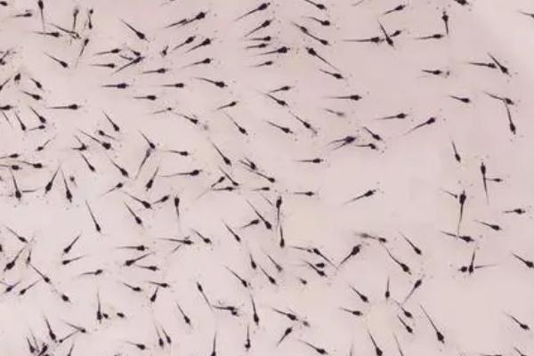 什么是籽虾,通常是指虾苗